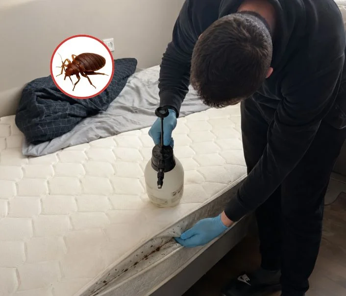 Technicien traitant un matelas contre les punaises de lit à Beautheil-Saints